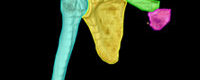 Anatomie ostéo-articulaire: épaule