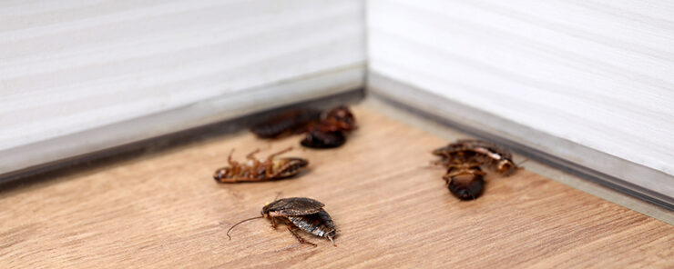 Professional Pest Control Manotick: Protecting Your Home From Pests