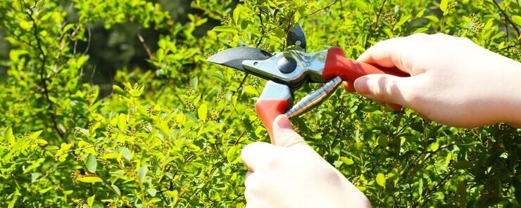 Why Regular Hedge Pruning Improves Garden Health in Darwin